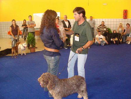 Concursos Caninos